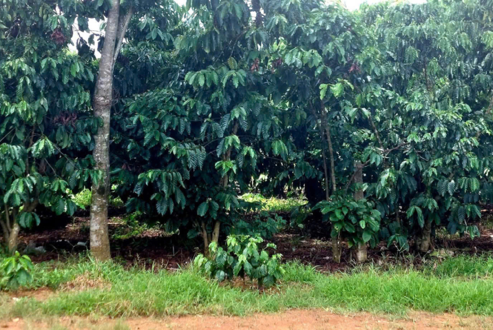 CHỦ GỬI BÁN 1HA14 THÔN 13 LỘC THÀNH , BẢO LÂM , LÂM ĐỒNG - ĐẤT BẰNG TRIỀN SẴN 200MTC , TRỒNG FULL CF CÓ SUỐI CHẢY GIỮA VƯỜN GẦN DÂN CƯ - GIÁ : 620TR/SAO GIẢM CÒN 550TR/SAO 