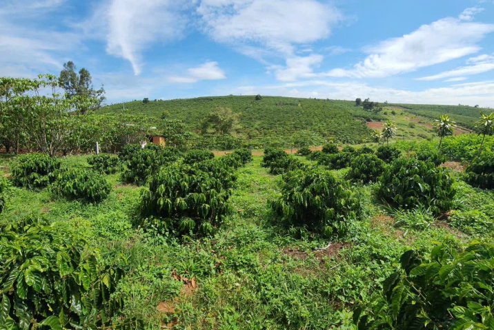 BÁN ĐẤT LẤY TIỀN CHỮA BỆNH CHO CHỦ - Ô ĐẤT  ĐƯỜNG NƠ TRANG LONG PHƯỜNG LỘC PHÁT - DT 14X42 QHTC- ĐƯỜNG Ô TÔ THÔNG - GIÁ 1TỈ350