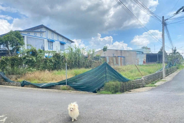 BÁN ĐẤT DI CƯ NƯỚC NGOÀI - 2 MẶT TIỀN 134 LÊ PHỤNG HIỂU P3 BẢO LỘC - 384 M². SẴN 100M THỔ CƯ. (11X32 / NỞ HẬU 13M) - DÂN CƯ HIỆN HỮU. ĐẤT BẰNG. ĐƯỜNG NHỰA 6M- GIÁ ĐẦU TƯ : 3 TỶ BAO SỔ