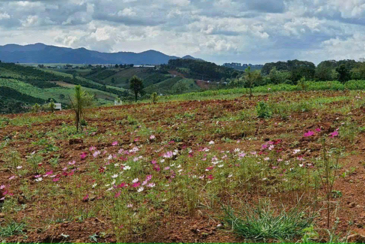 🔥 BÁN ĐẤT VIEW ĐẸP – ĐƯỜNG TÔN THẤT THUYẾT – GIÁ TỐT 🔥
