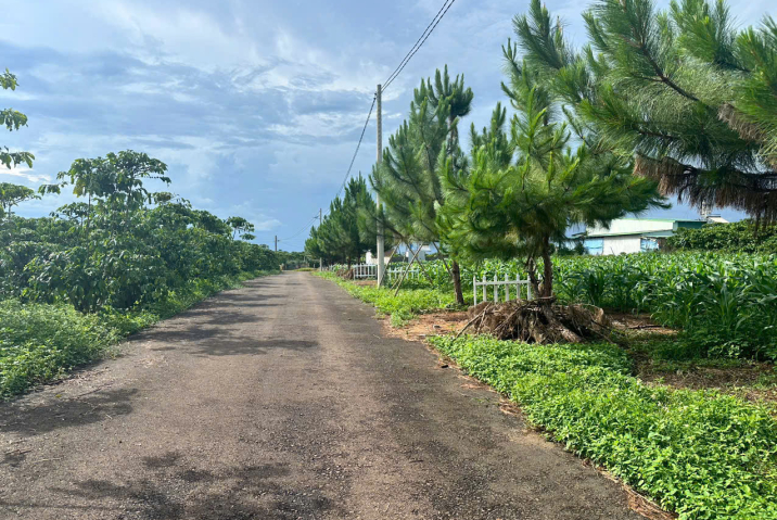 4 LÔ ĐẤT ĐẦU TƯ GIÁ RẺ – THÔN 9, LỘC NGÃI, BẢO LÂM 🔥