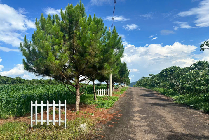 Bán đất Phường 2 Bảo Lộc – 513m² full đất ở giá 1.25 tỷ