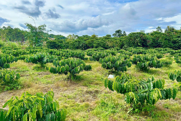 Bán đất 2,5 sào Nguyễn Thiện Thuật – Phường 3 Bảo Lộc, giá chỉ 999 triệu