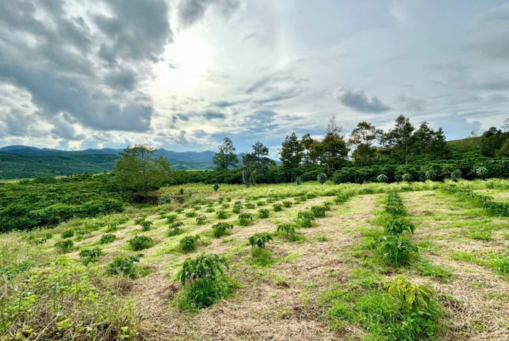 Bán đất Bảo Lộc giá rẻ – đường 16 Lộc Tân Phường 2, 2 sào 3 chỉ 1,2 tỷ