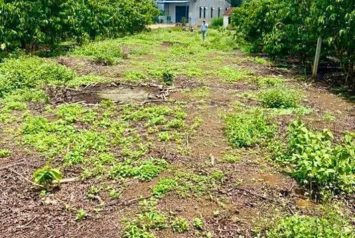 Bán Đất Mặt Tiền Âu Cơ – Tân Lạc, Hoà Nam – Giá 1,65 Tỷ