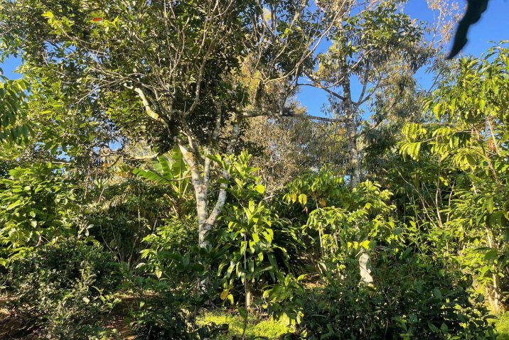 Bán Đất Gần Hồ Thôn 2 Lộc Tân – Giá 1,75 Tỷ