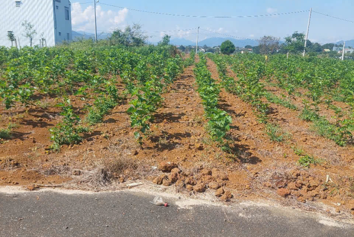 Bán Nhanh Lô Đất Hẻm Nguyễn Trãi, P.2 Bảo Lộc – Giá 1,35 Tỷ 