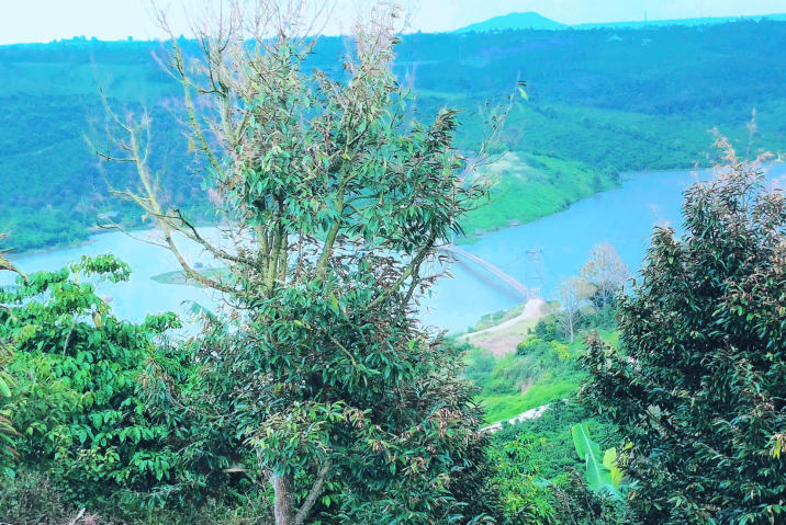 Mua Đất Bảo Lộc View Hồ – Vườn Cafe View Hồ Kim Thanh, Giá Chỉ 450 Triệu/Sào