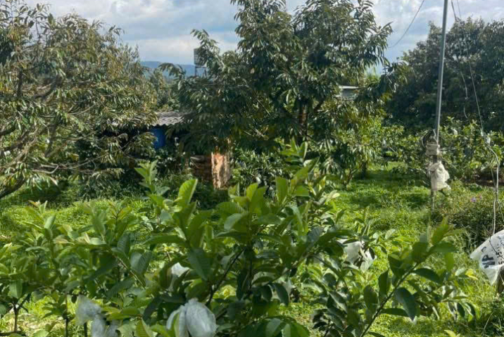 Mua đất nền Bảo Lộc giá rẻ – bán vườn trái cây Lộc Châu, phù hợp làm homestay