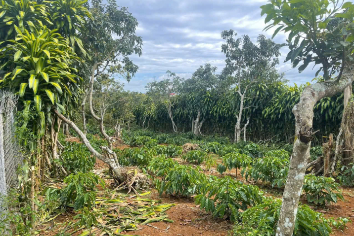 Mua đất nền giá rẻ Bảo Lộc –  giá 3 tỷ