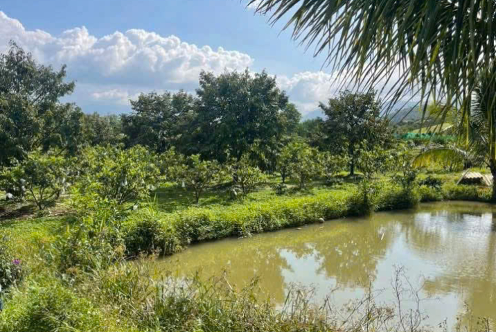 Mua đất nền giá tốt Bảo Lộc – bán vườn trái cây 4,5 sào Lộc Châu (P.3), giá 2,5 tỷ