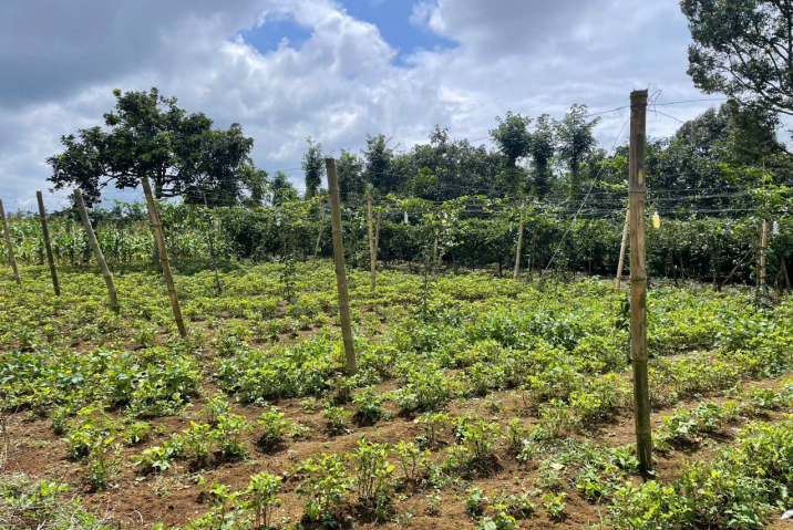 Mua đất nền Bảo Lộc giá rẻ