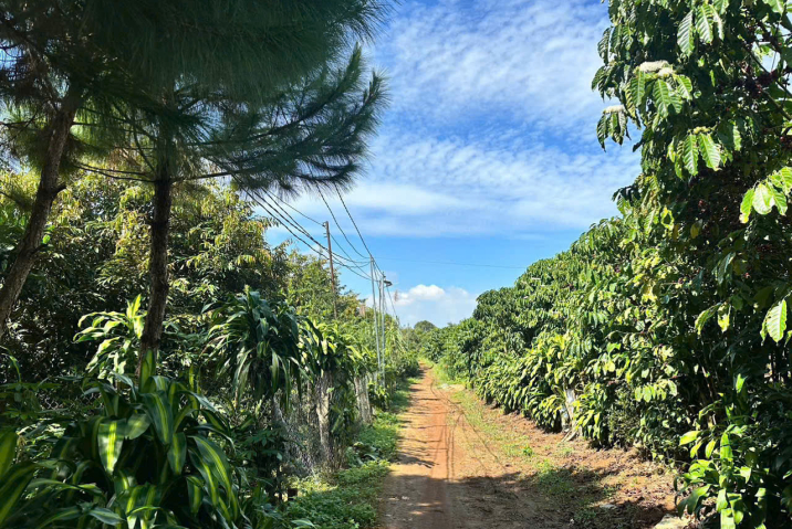 Mua đất giá rẻ trung tâm Bảo Lộc – giá 3,15 tỷ