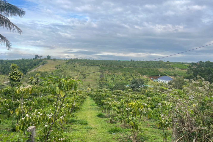 đất sẵn thổ cư giá rẻ bảo lộc – mặt tiền lý thái tổ, p2