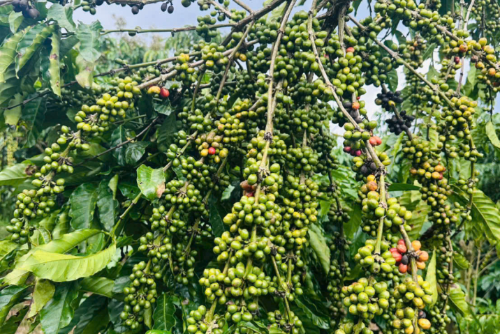 Mua đất vườn Bảo Lộc – 8.800m² cà phê, có ao, có nhà, giá tốt