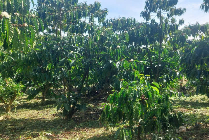 Mua đất vườn Bảo Lộc – 8 sào 1 mặt tiền Nguyễn Khắc Nhu, Lộc Nga, view thoáng