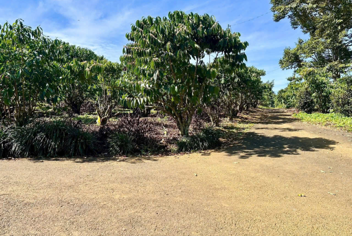 Mua đất nền giá rẻ Bảo Lộc – lô góc 2 mặt tiền hẻm 480 Phan Đình Phùng