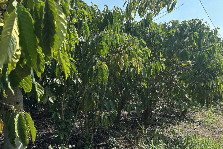 Mua đất giá rẻ tại Bảo Lộc – giá tốt