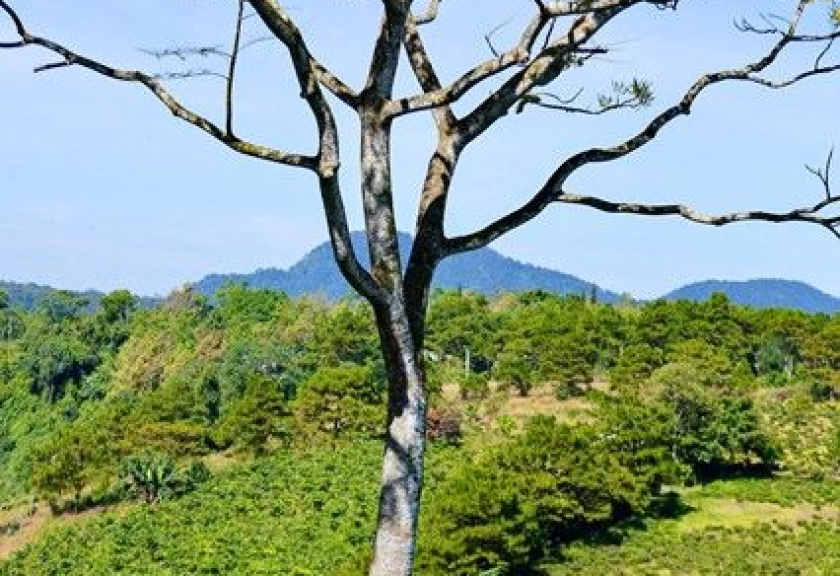 Tin tức bất động sản Bảo Lộc Lâm Đồng: Cao nguyên Di Linh – Bảo Lộc – điểm sáng phát triển vùng