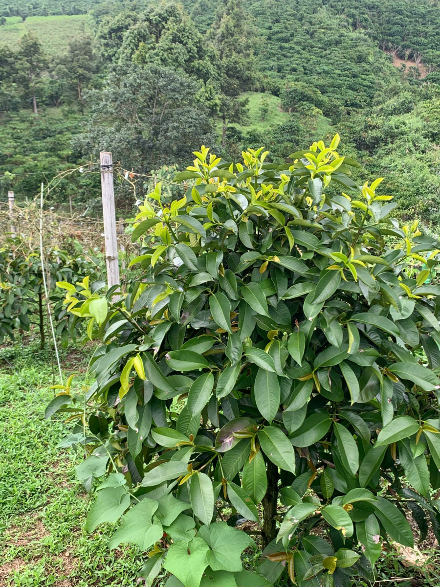 Đất Nền Bảo Lộc