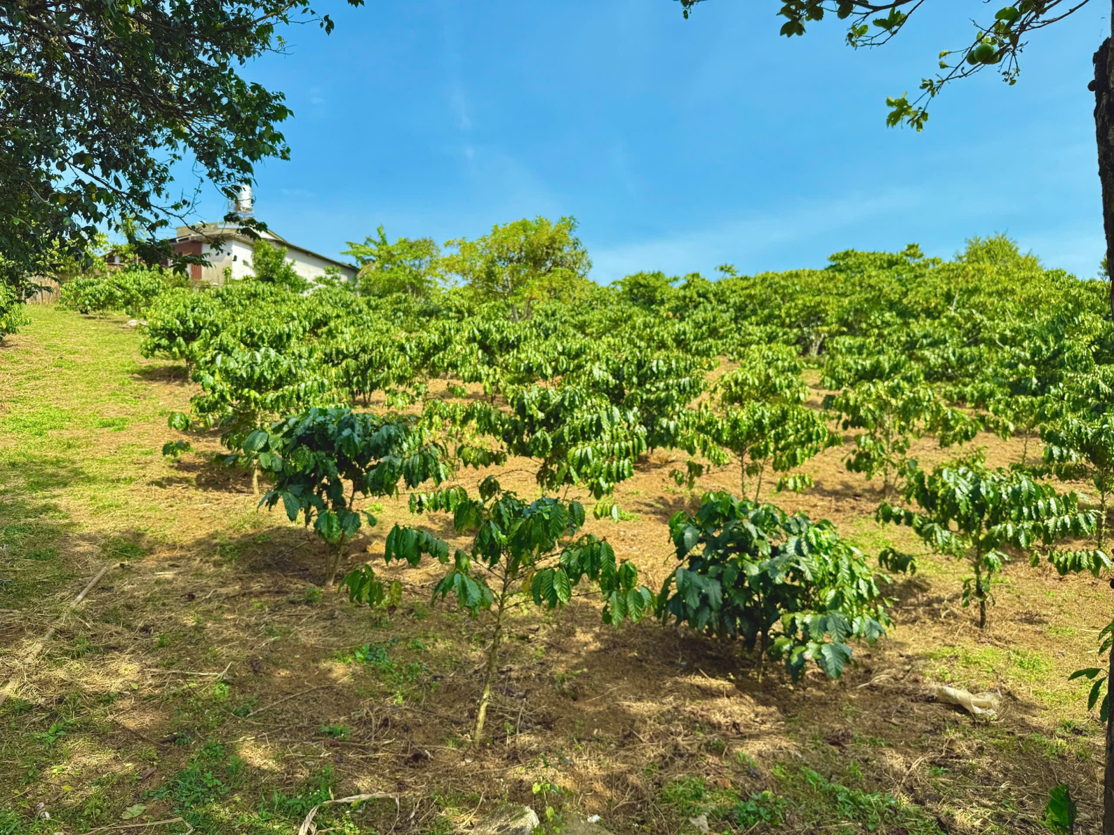 Đất Nền Bảo Lộc