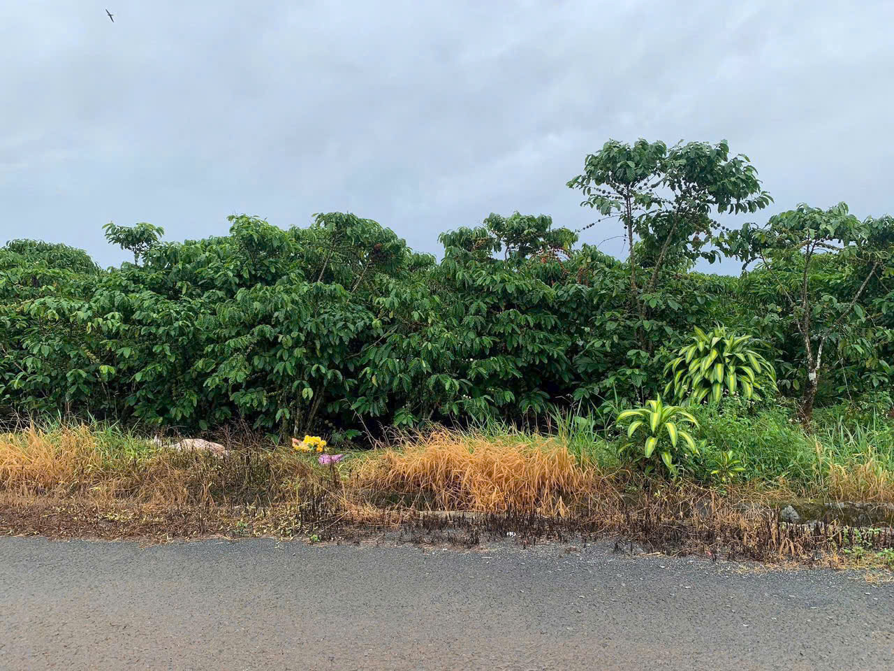 Đất Nền Bảo Lộc