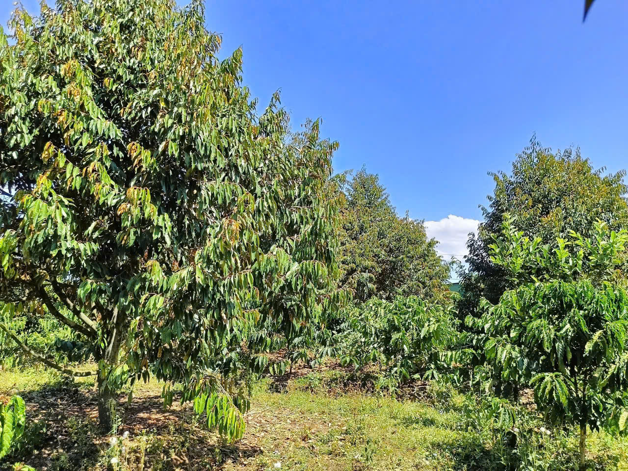 Đất Nền Bảo Lộc