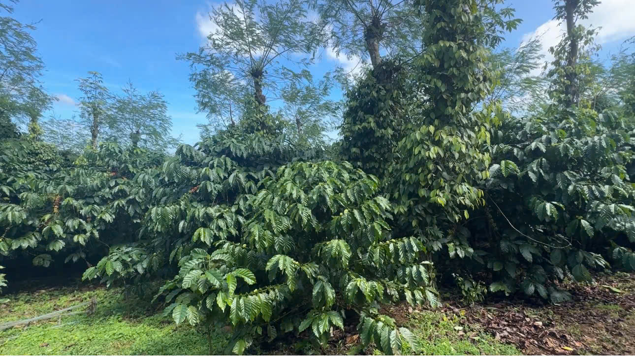 Đất Nền Bảo Lộc 