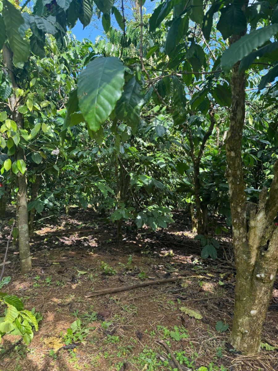 Đất Nền Bảo Lộc 