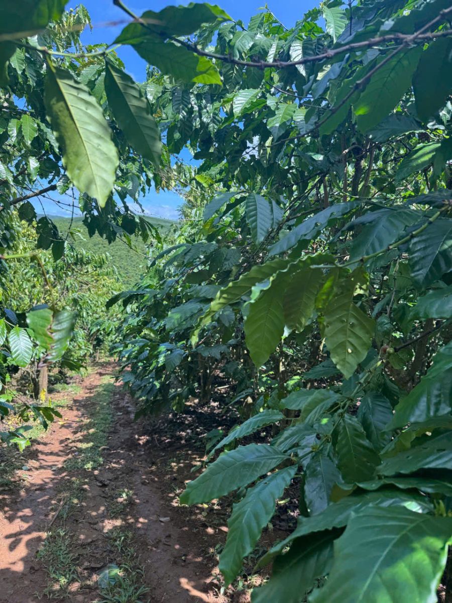 Đất Nền Bảo Lộc