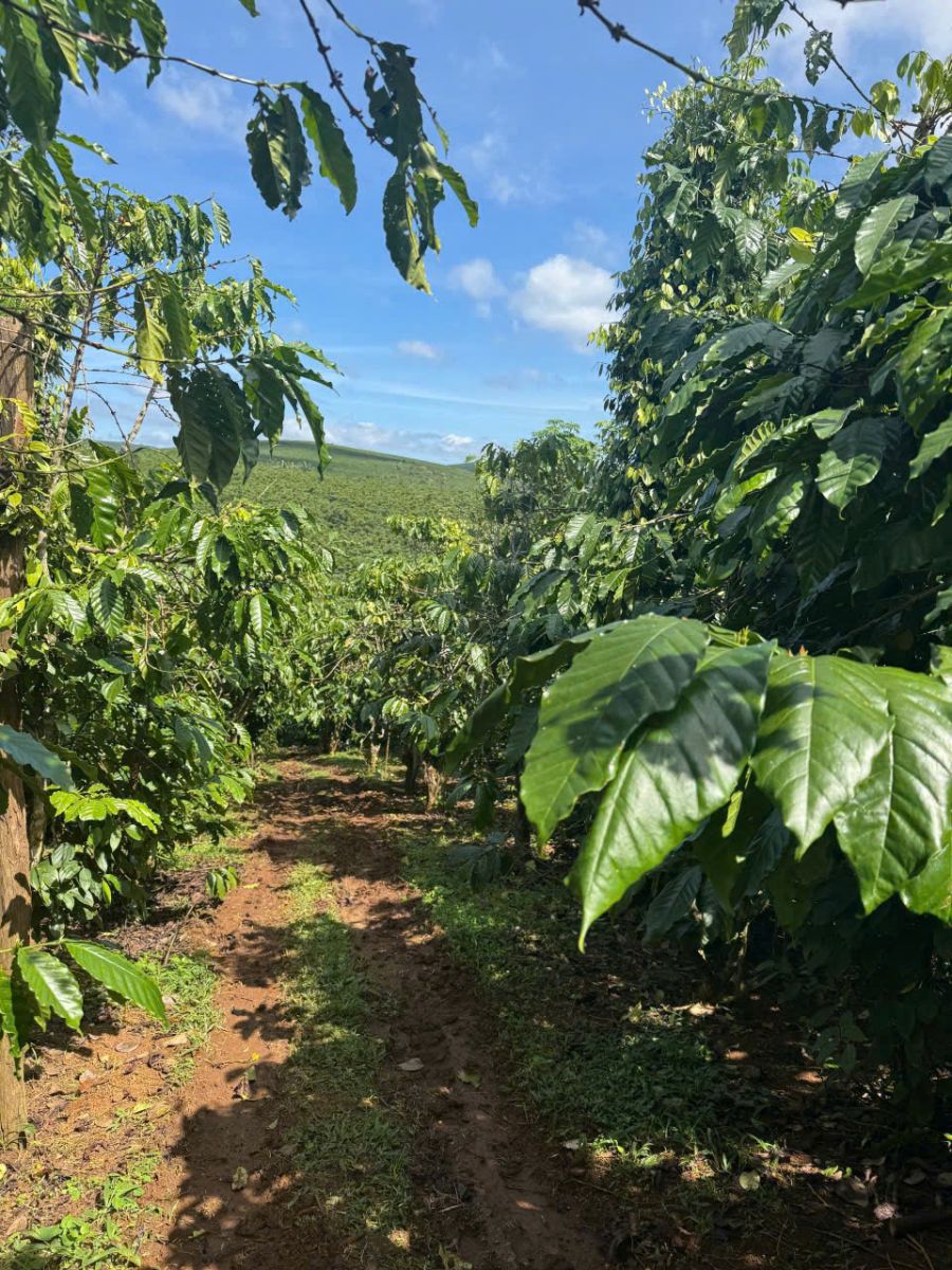 Đất Nền Bảo Lộc 