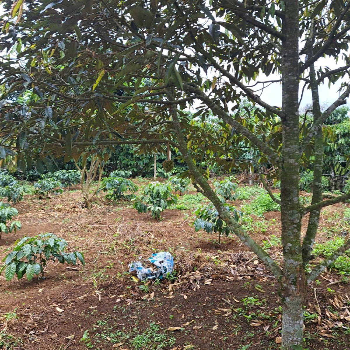 Đất Nền Bảo Lộc