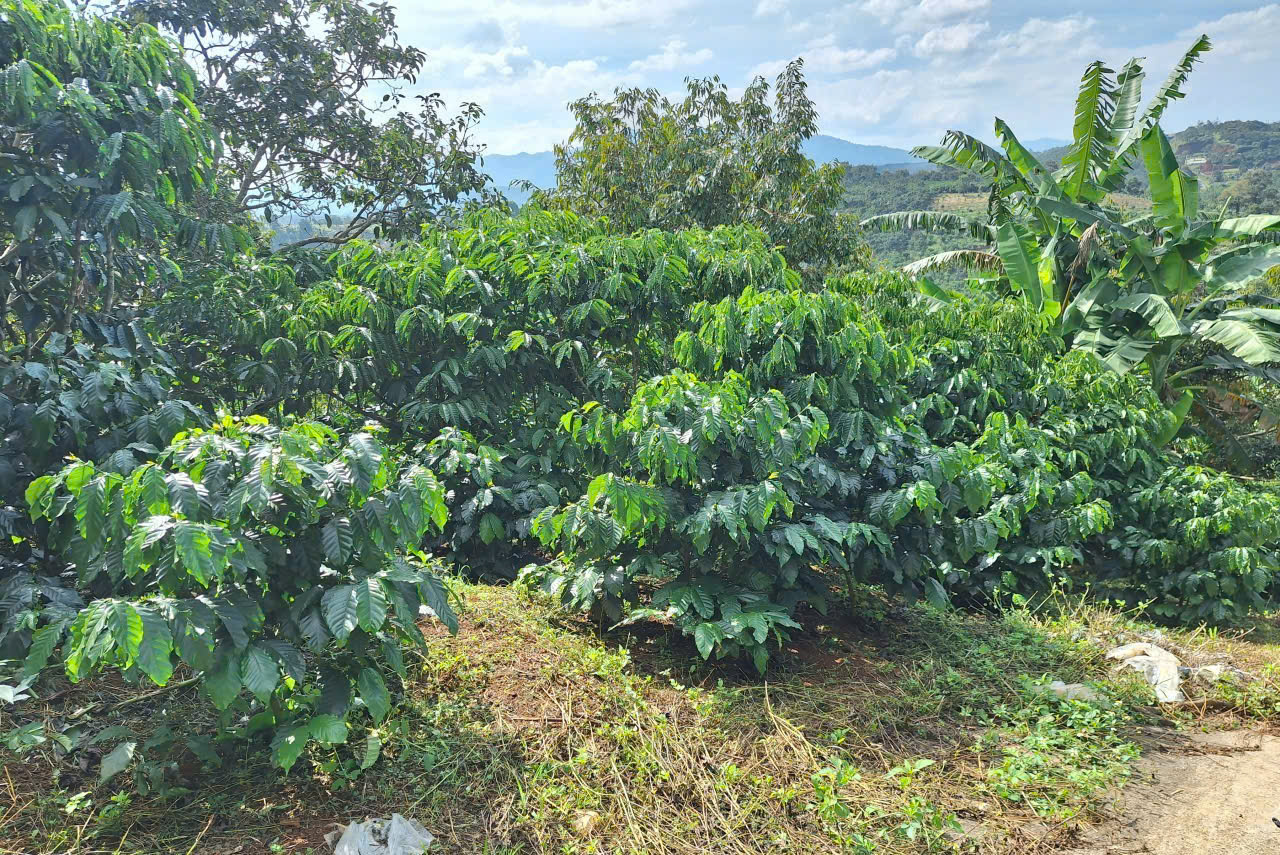 Đất Nền Bảo Lộc