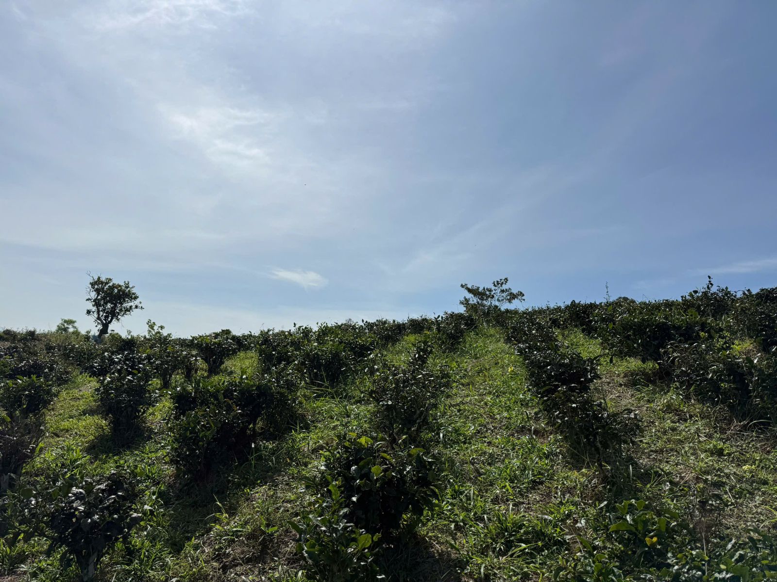 Đất nền Bảo Lộc