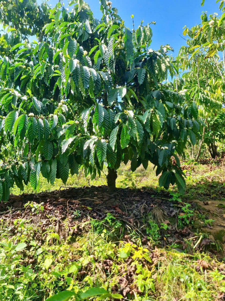 đất nền Bảo Lộc