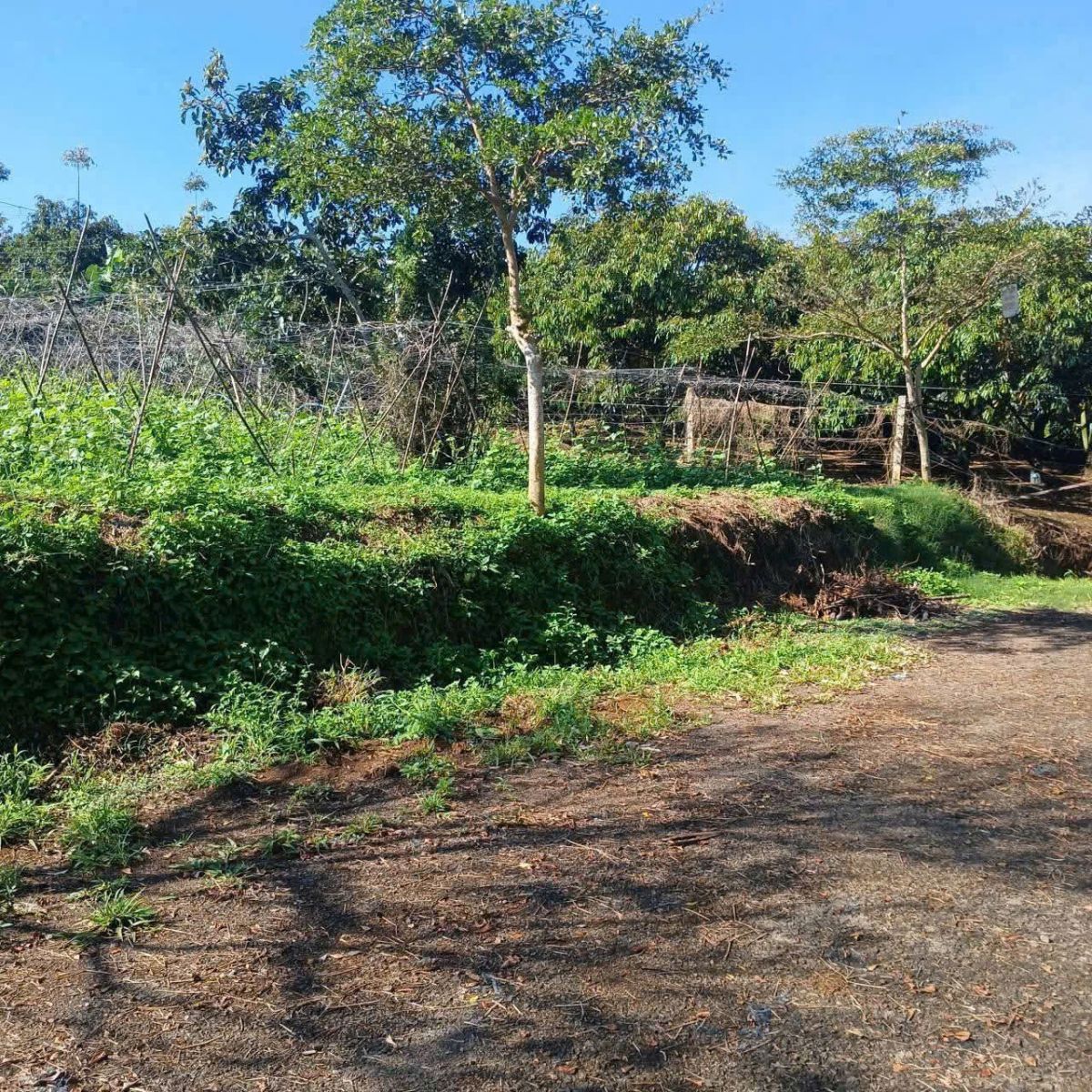 đất nền Bảo Lộc