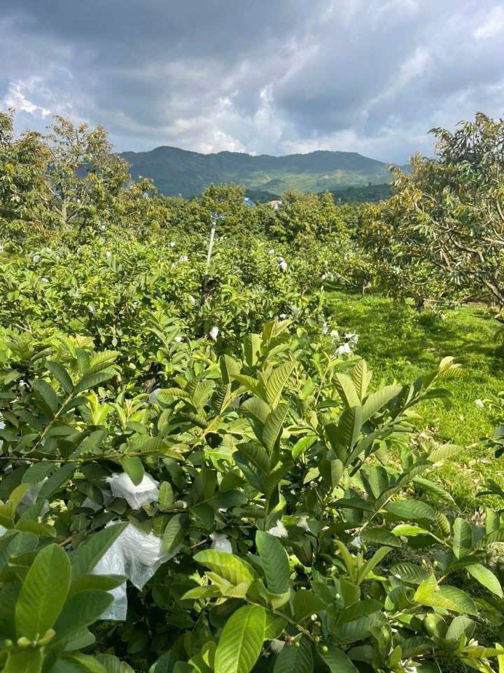 đất nền Bảo Lộc