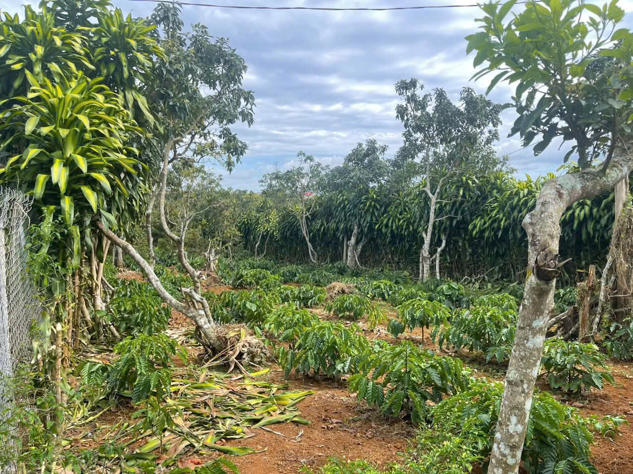 Đất nền Bảo Lộc