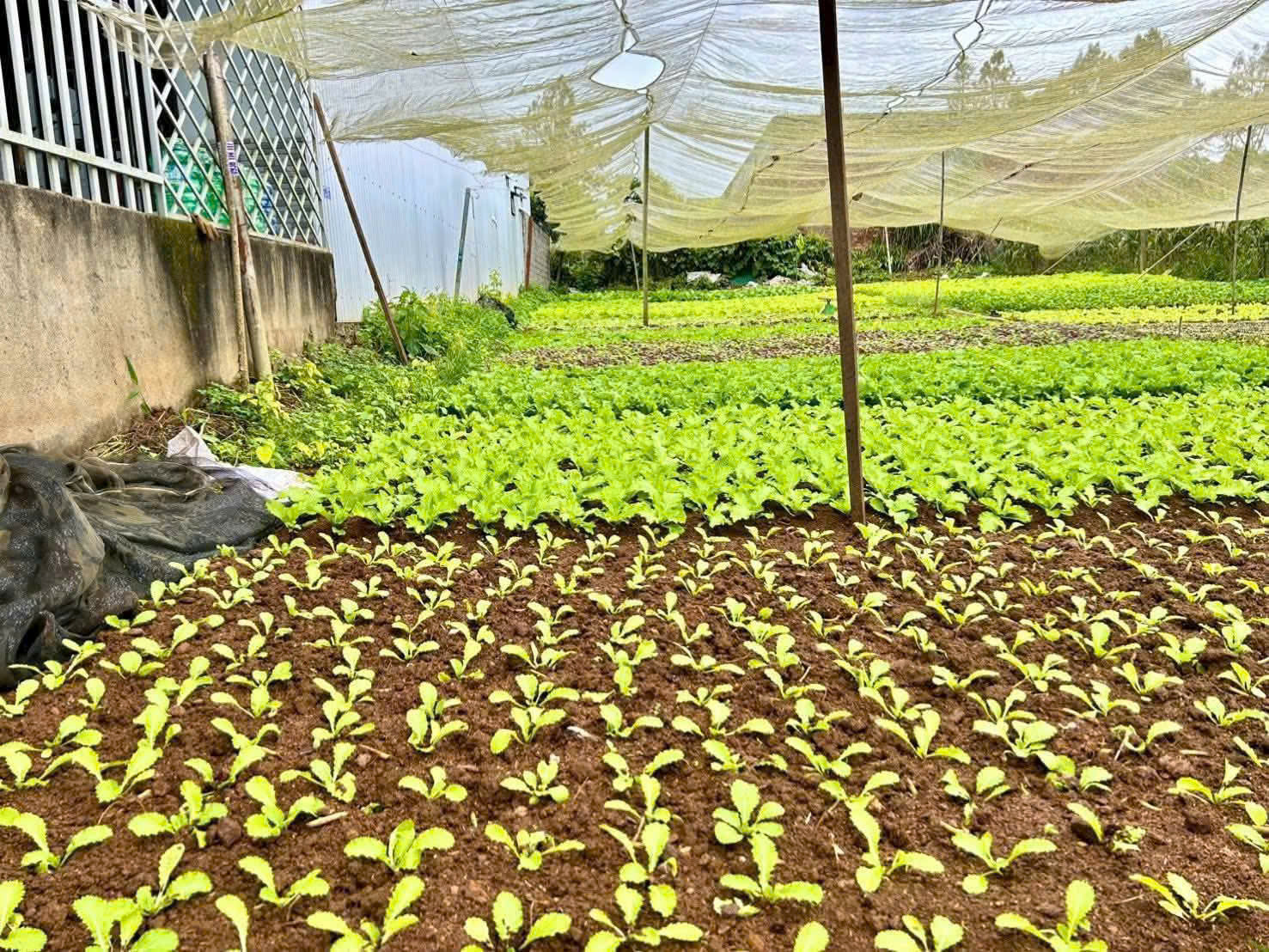 Đất nền Bảo Lộc