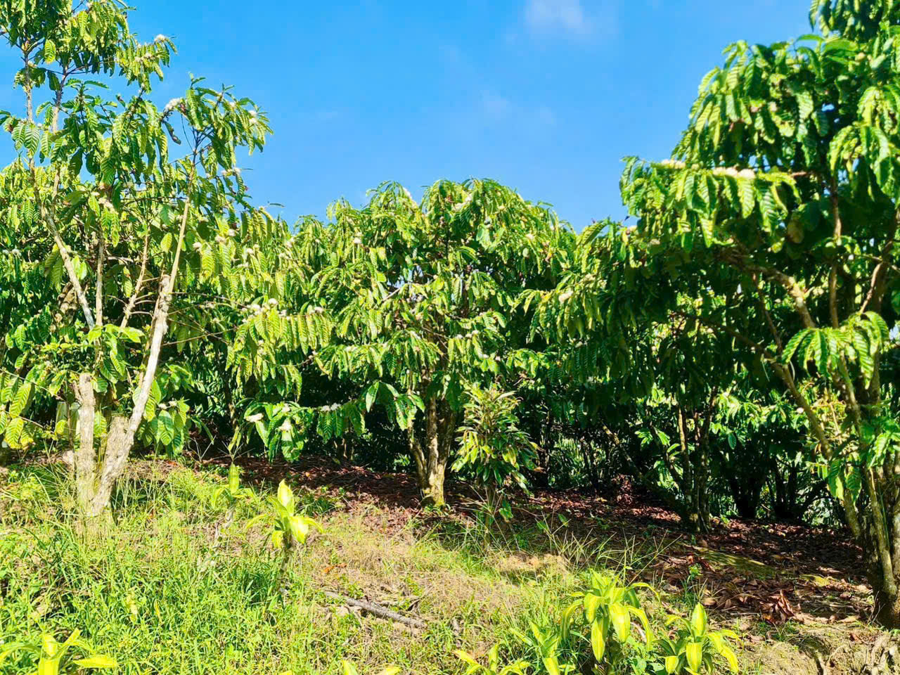 Đất nền Bảo Lộc