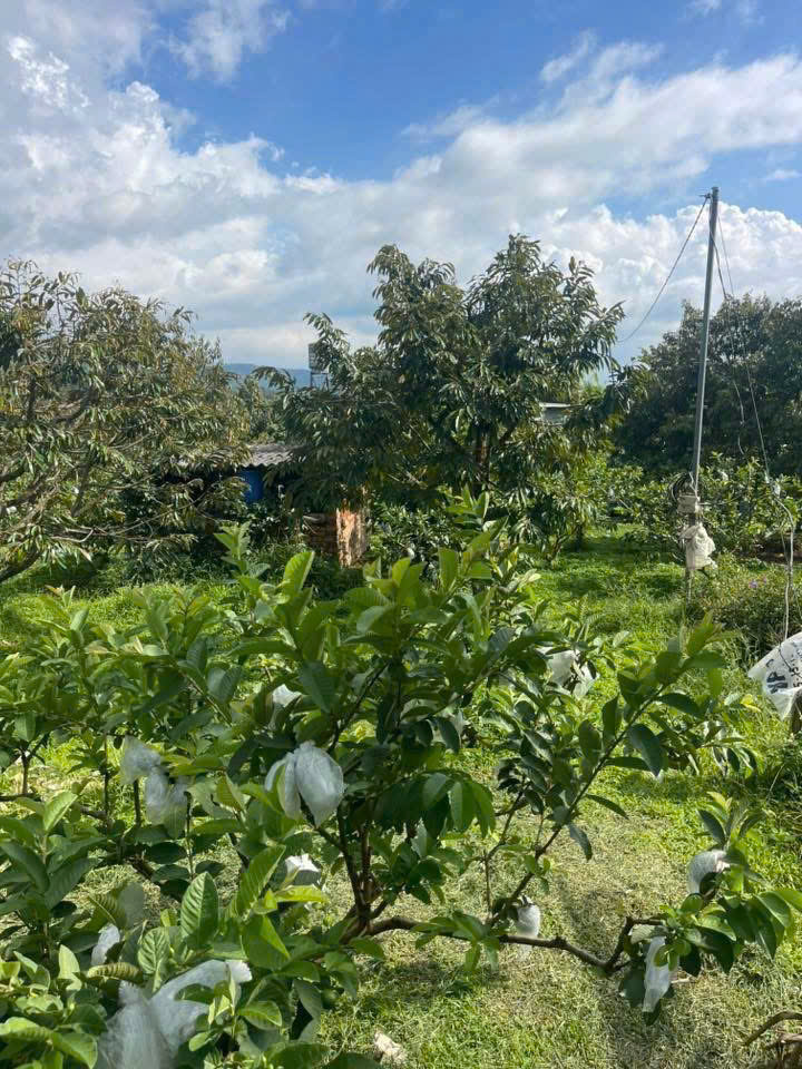 đất nền Bảo Lộc