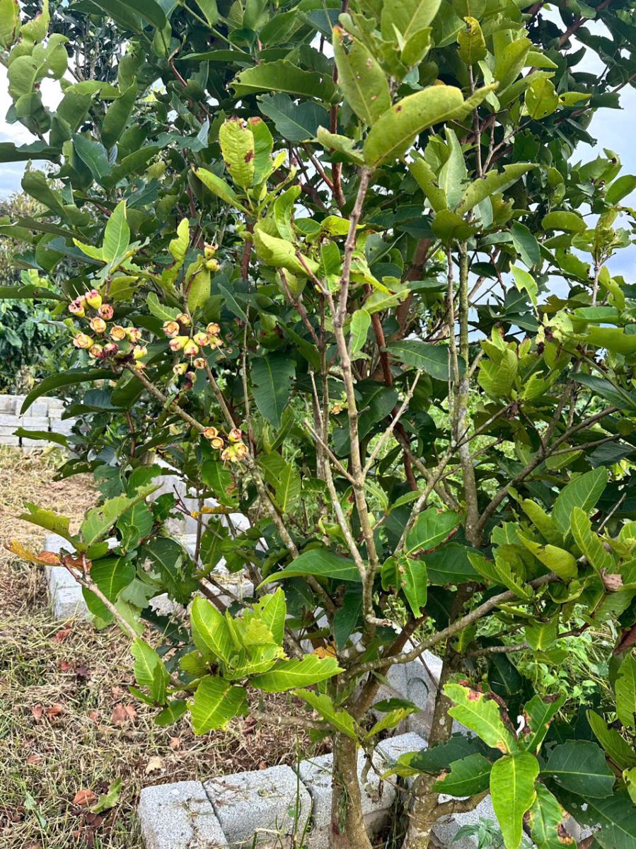 đất nền Bảo Lộc