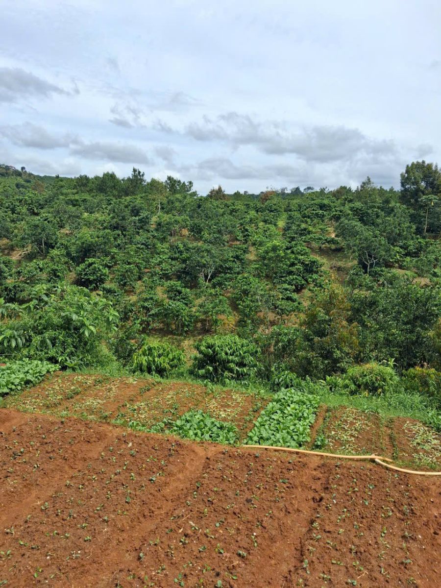 đất nền Bảo Lộc