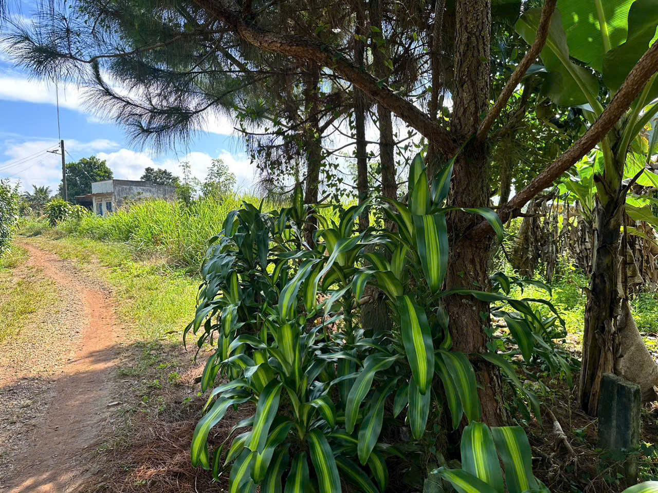 đất nền Bảo Lộc