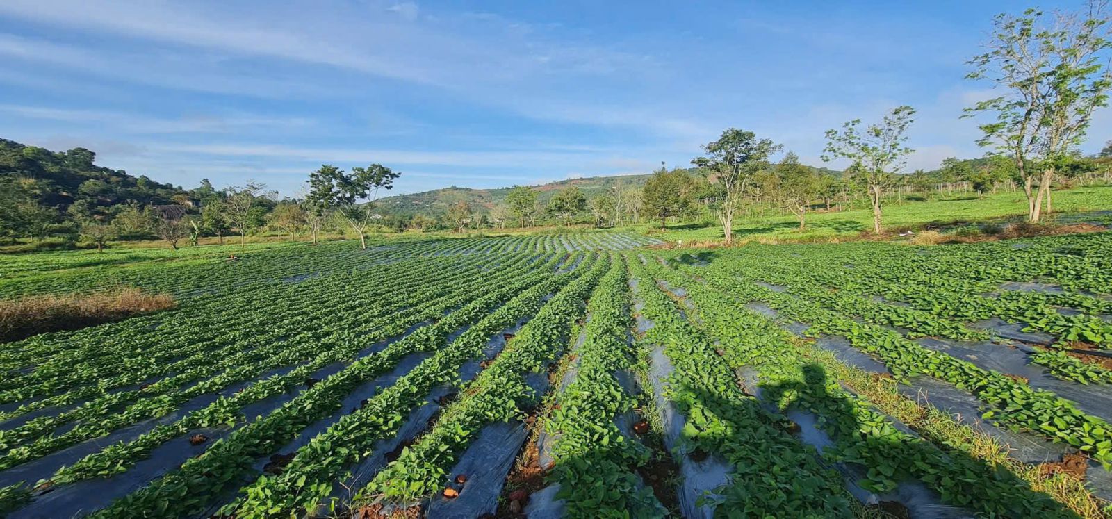 Đất nền Bảo Lộc 