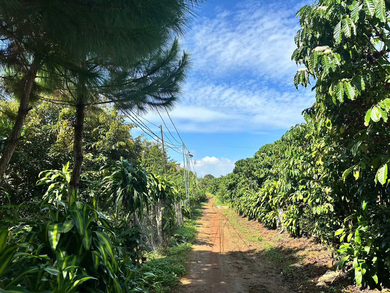 Đất nền Bảo Lộc