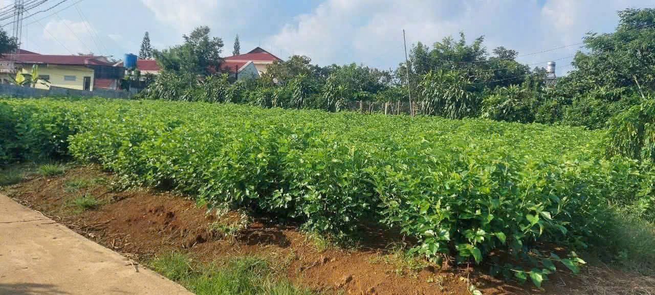 Đất nền Bảo Lộc