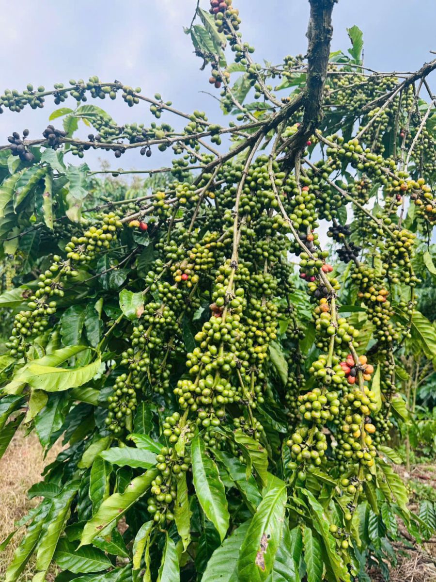 Đất nền Bảo Lộc