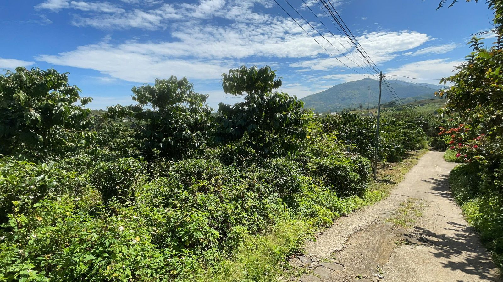 Đất nền Bảo Lộc