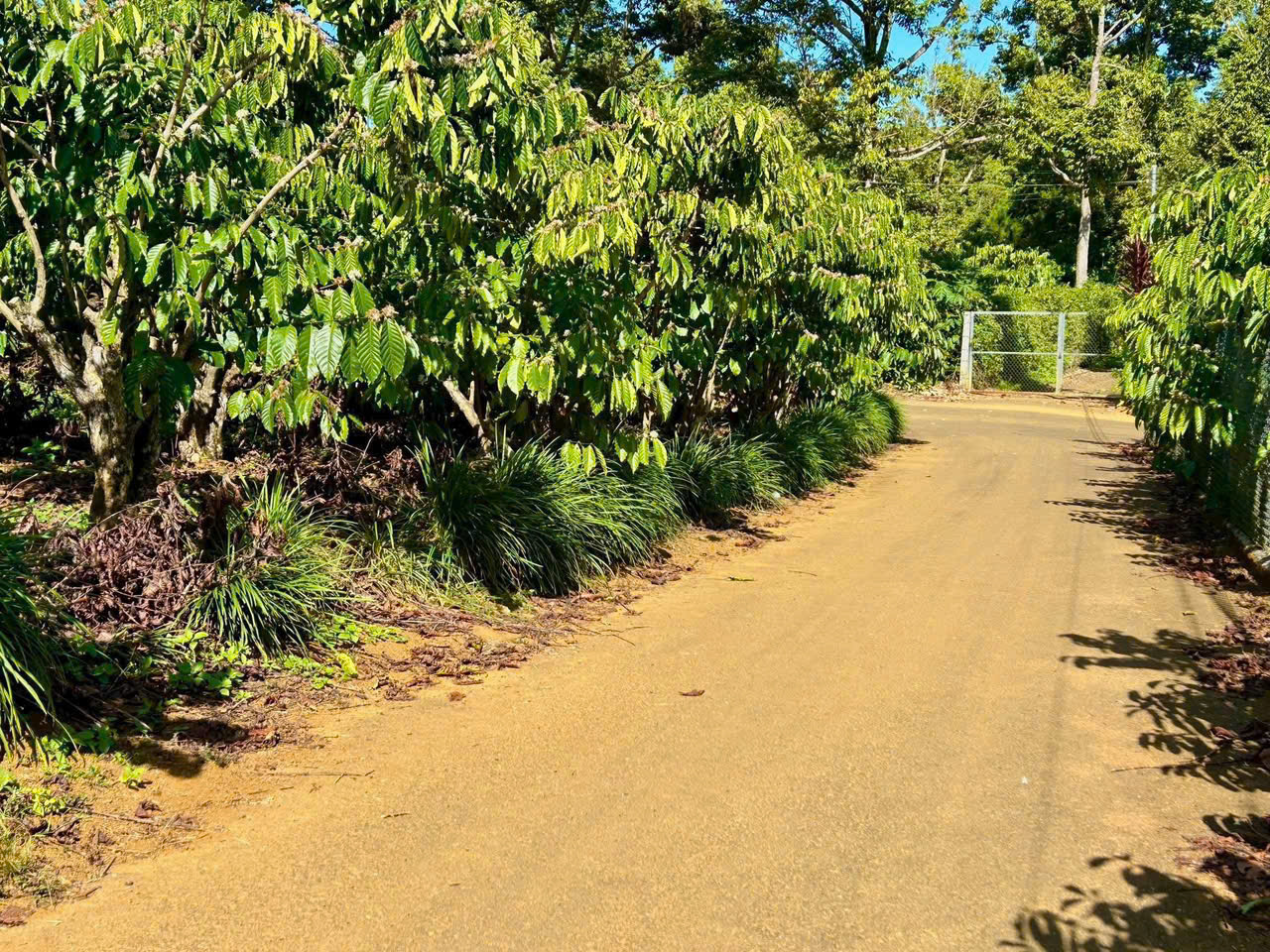 Đất nền Bảo Lộc